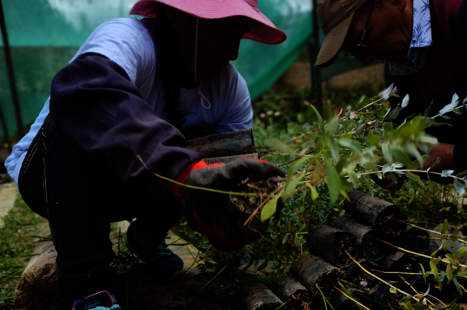 Help Rural Families Restore Forests in Choras