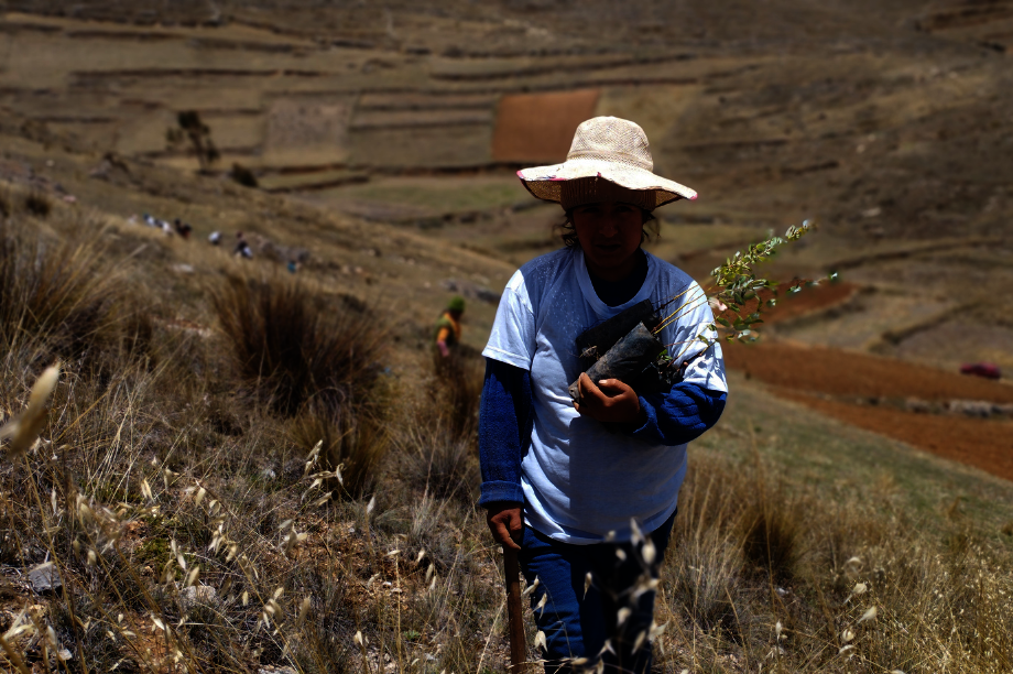 Help Rural Families Restore Forests in Choras