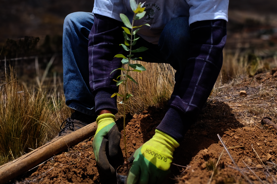 Help Rural Families Restore Forests in Choras
