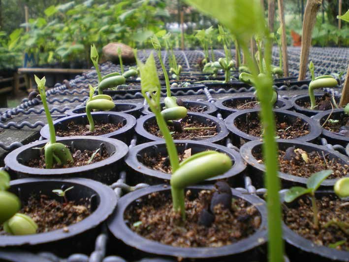 Junior Scientists Restoring Brazil's Rainforest