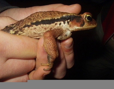 Junior Scientists Restoring Brazil's Rainforest