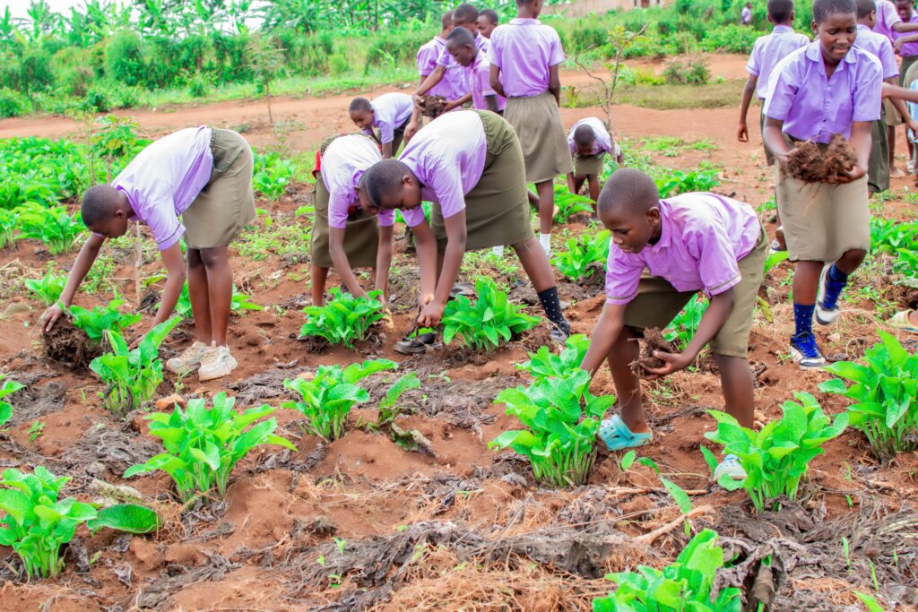 Food, Water & Trees for 8000 Students