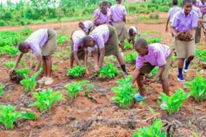 Food, Water & Trees for 8000 Students