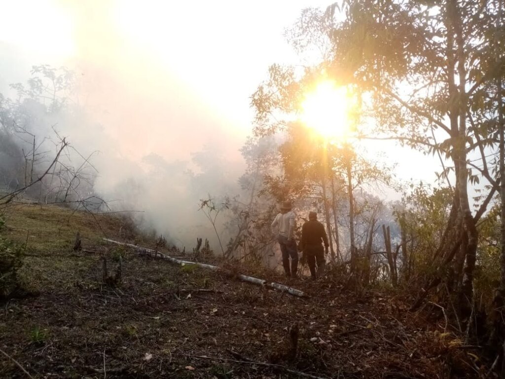 Help Choras Families Restore Forest After Wildfire