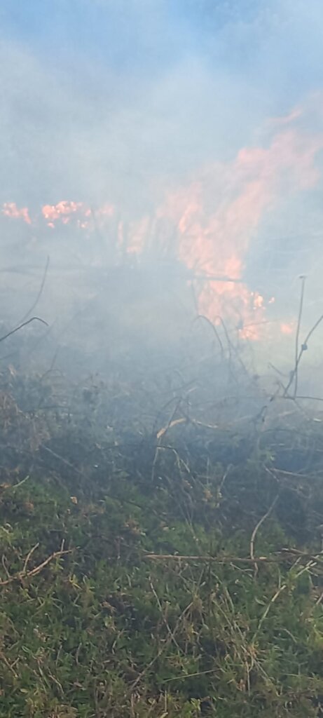 Help Choras Families Restore Forest After Wildfire