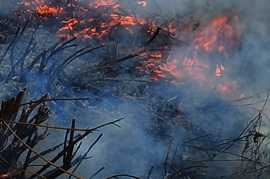 Help Choras Families Restore Forest After Wildfire