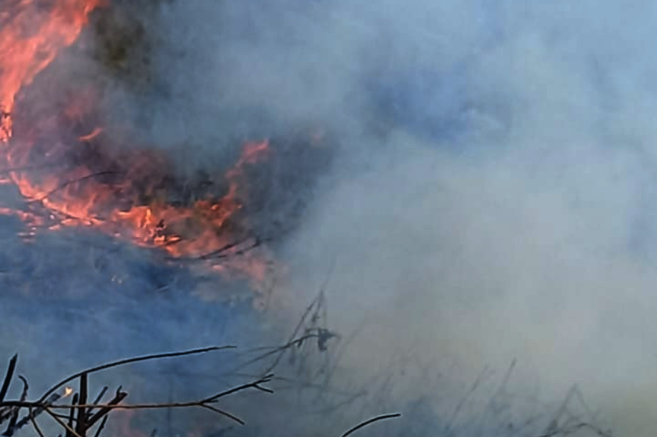 Help Choras Families Restore Forest After Wildfire