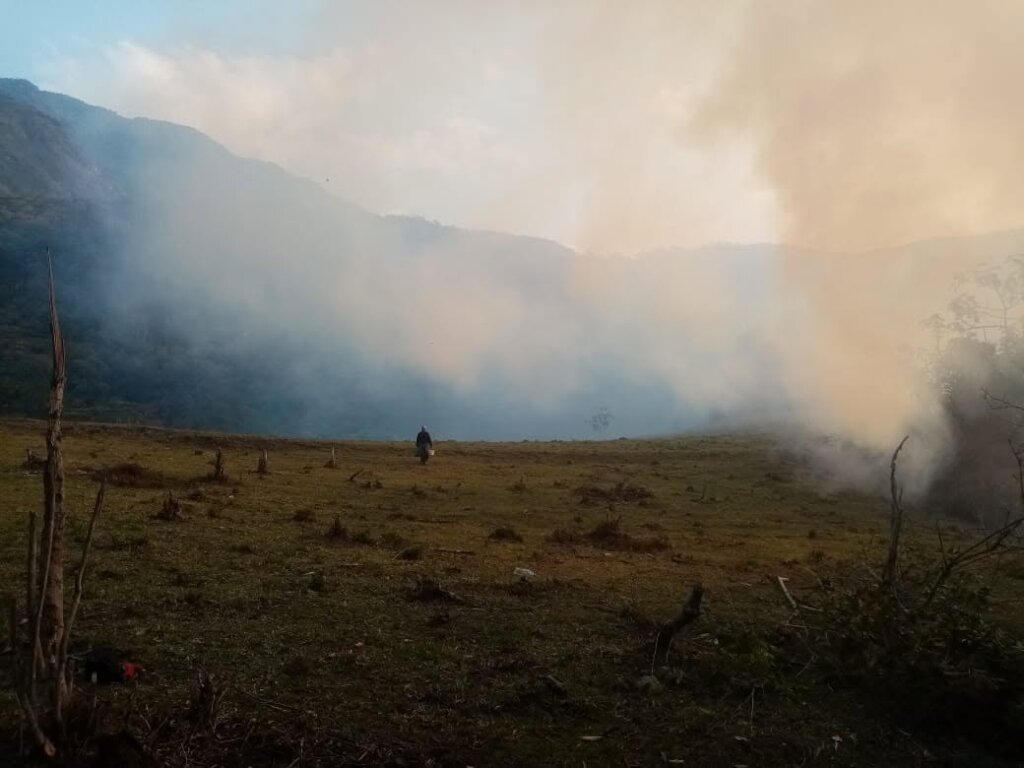 Help Choras Families Restore Forest After Wildfire