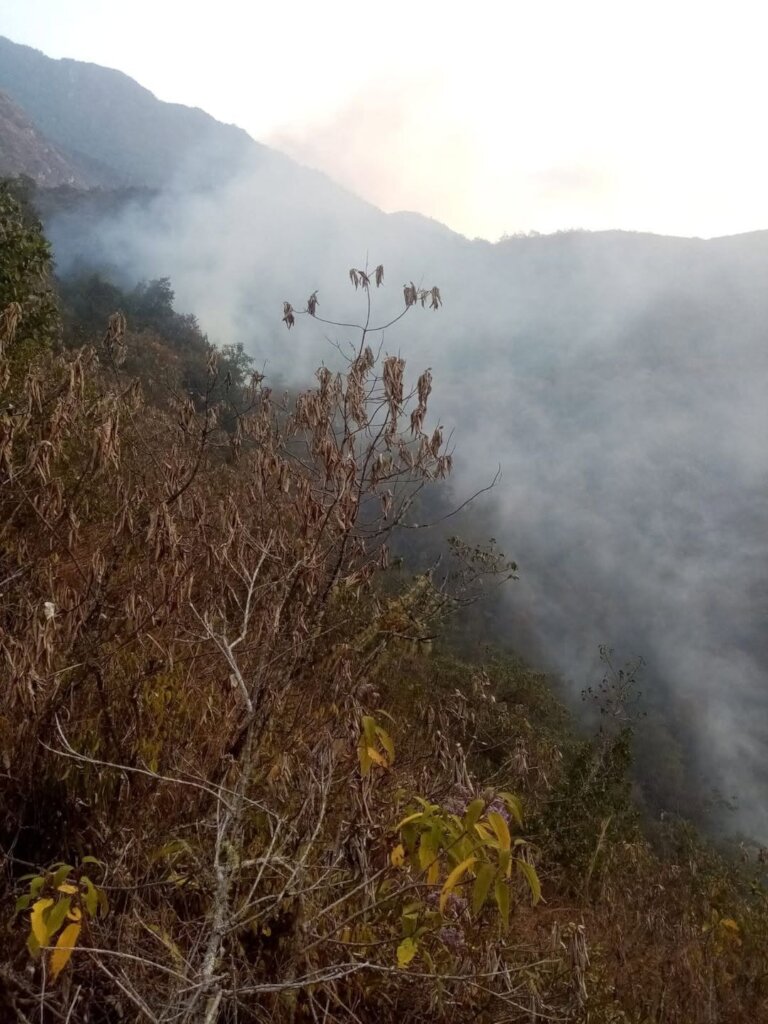 Help Choras Families Restore Forest After Wildfire