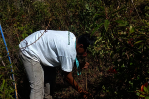 Help Choras Families Restore Forest After Wildfire