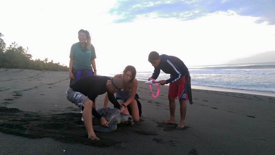 Volunteers working with an Olive Ridley sea turtle