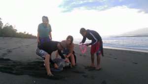 Volunteers working with an Olive Ridley sea turtle
