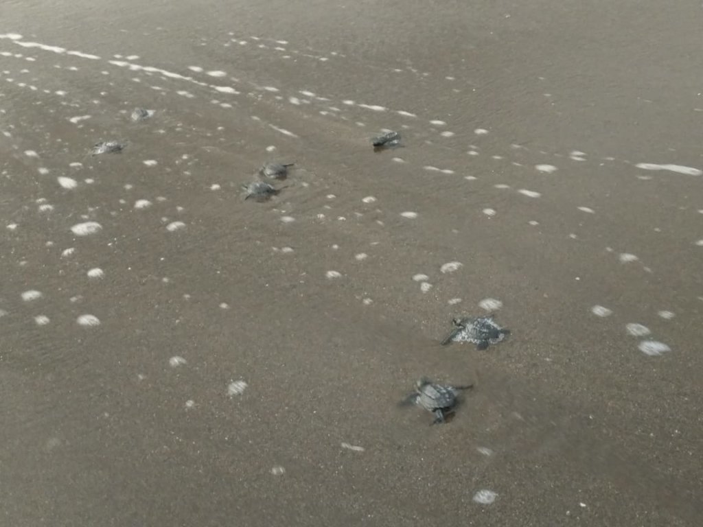 Our hatch-lings on their way to live their lives