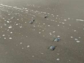 Our hatch-lings on their way to live their lives