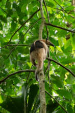 Corcovado Full of Wonders