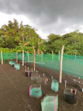 seaturtles nursery