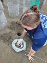 Volunteer relocating a nest at the hatchery