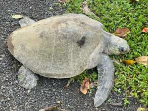 Turtle disoriented trying to find place to nest