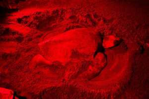 Sea turtle nesting