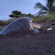 Sea turtle nesting