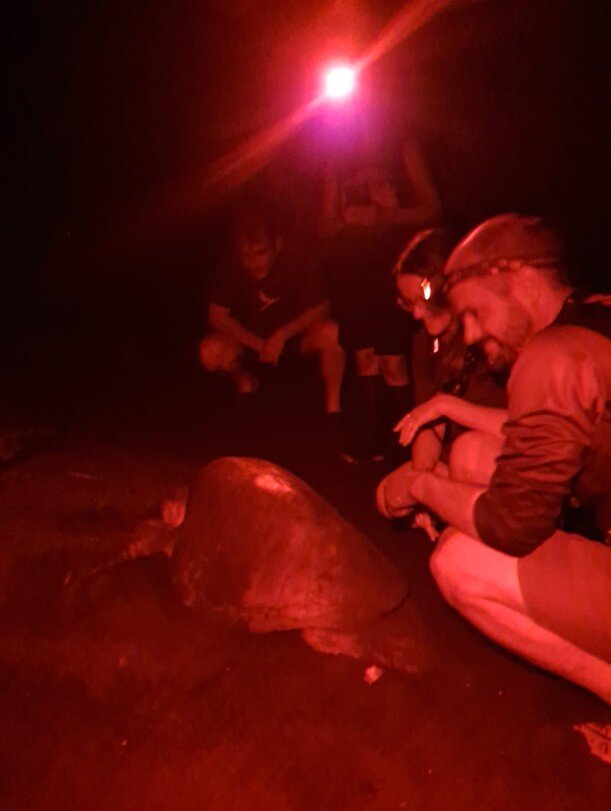 Volunteers protecting a sea turtle while she lays