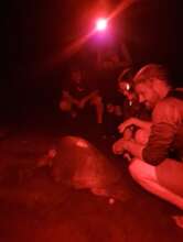 Volunteers protecting a sea turtle while she lays