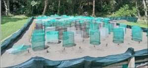 Sea Turtle nursery