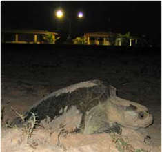 Beach development and light pollution