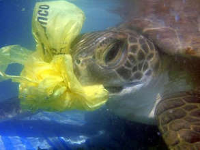 A sea turtle attempts to eat a plastic bag