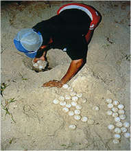 An egg poacher at work