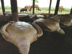 Sea turtle meat for sale in a Costa Rican market