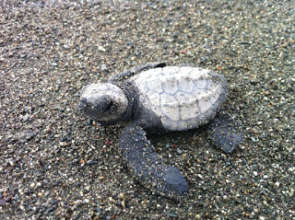 A baby Olive Ridley turtle on Rio Oro beach