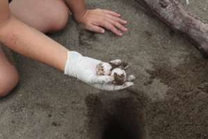 collecting the seaturtles eggs to relocate them