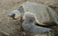 An Olive Ridley turtle nesting