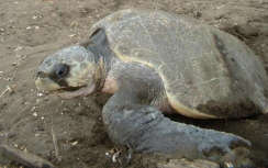 An Olive Ridley turtle nesting