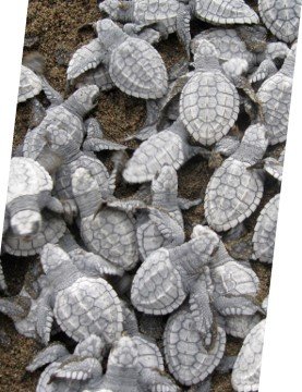 sea turtles nests emerging from the sand