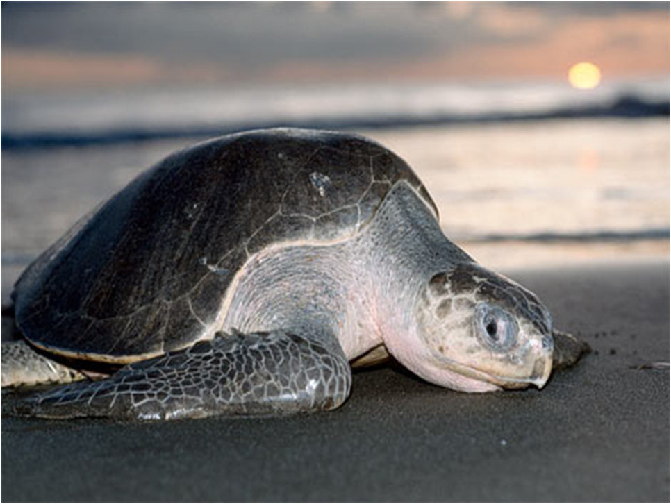 Sea Turtle Conservation & Environmental Education