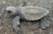 Sea Turtle Conservation & Environmental Education