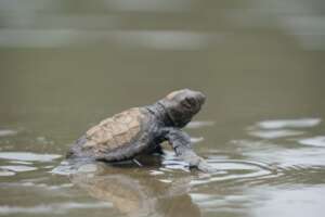 Sea Turtle Conservation & Environmental Education