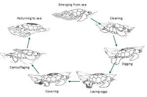 The nesting process of sea turtles