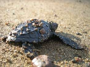 A baby turtle heading to the ocean