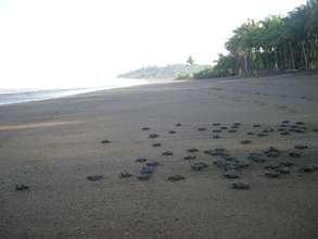 A nest of baby turtles being liberated