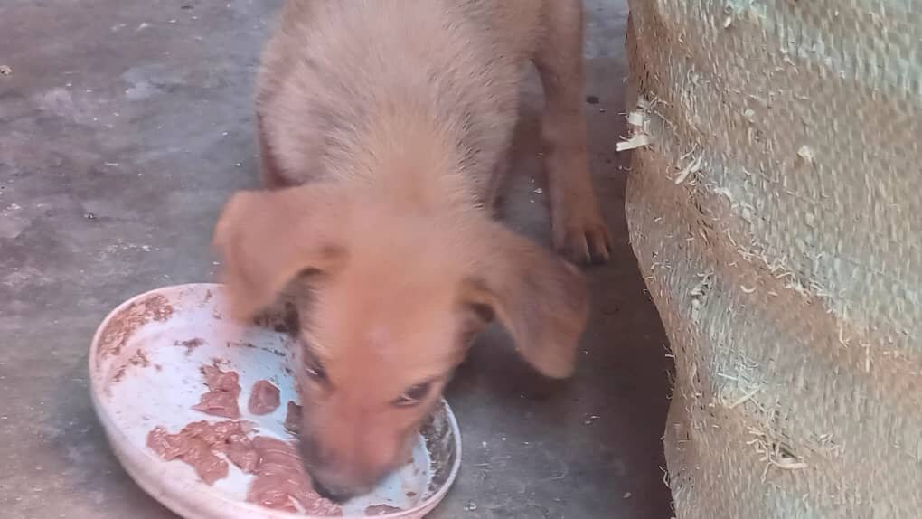 Help, Feed & Save 100 Neglected Animals in Uganda