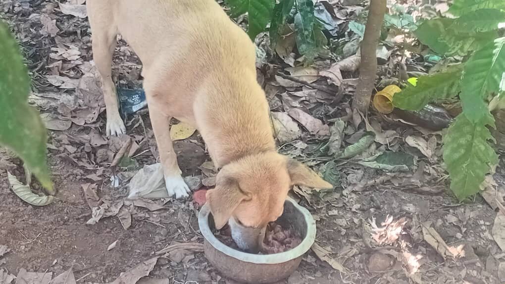 Help, Feed & Save 100 Neglected Animals in Uganda