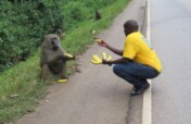 Help, Feed & Save 100 Neglected Animals in Uganda