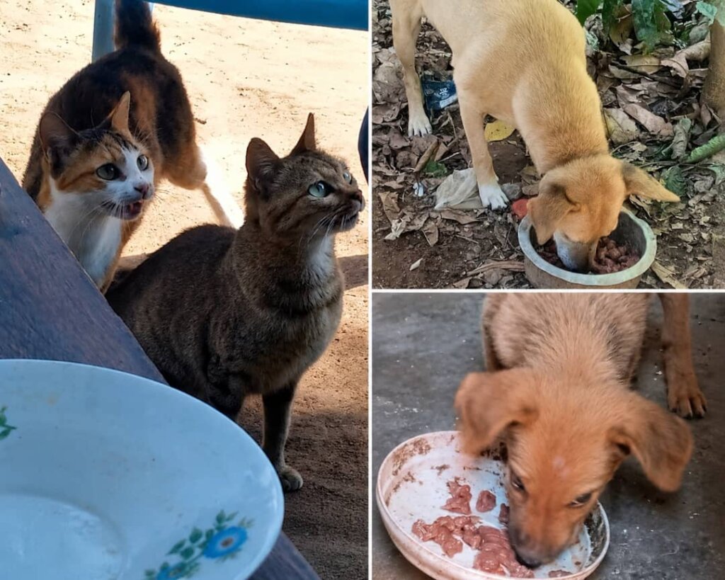 Help, Feed & Save 100 Neglected Animals in Uganda