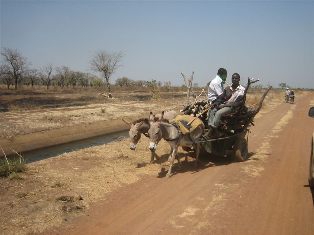 Provide care for horses and donkeys in Africa
