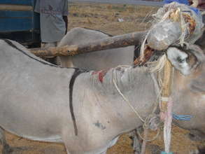Donkeys in need of treatment, TZ