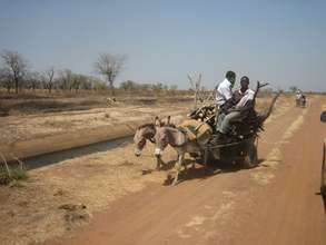 Working donkeys in Ghana