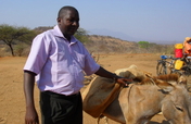 Provide care for horses and donkeys in Africa